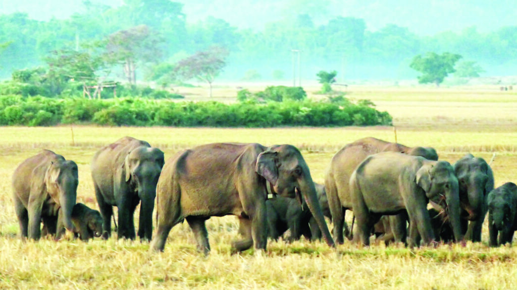 पहाड़ से नीचे उतर 11 हाथी पहुंचे कलमहीडांड़, विभाग जुटा निगरानी में