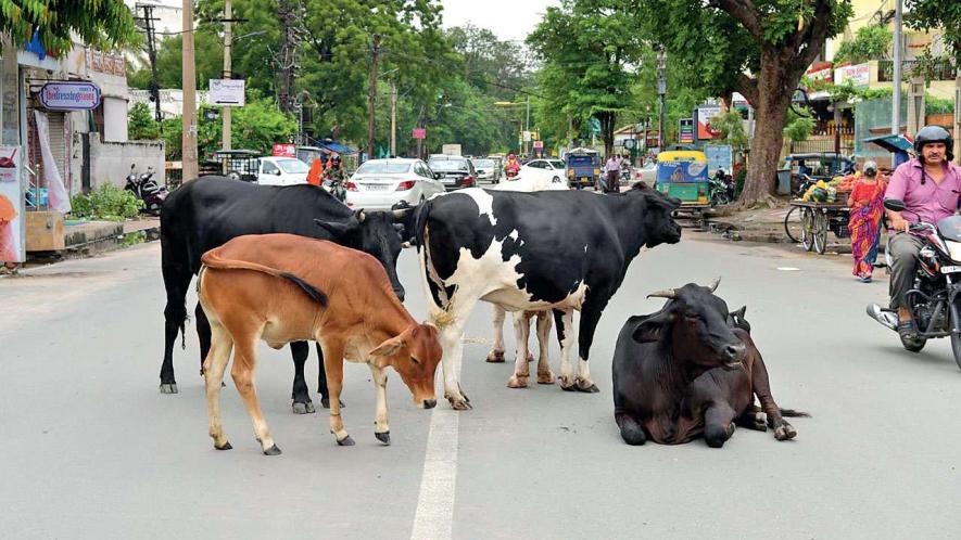 हाईकोर्ट ने छत्तीसगढ़ सरकार को फिर लगाई फटकार,पूछा क्या पुलिस सिर्फ गाय हांकने के लिए है❓ देखिए वीडियो,कहां है छत्तीसगढ़ सरकार की गौ धाम योजना,क्या गौ माता बीजेपी के लिए सिर्फ वोट का जरिया है,छत्तीसगढ़ हाई कोर्ट ने सड़कों पर आवारा मवेशियों,अवैध पार्किंग और बढ़ते सड़क हादसों पर कड़ी नाराजगी जताते हुए पूछा,NHAI और संबंधित विभागों से शपथपत्र में जवाब मांगा है।