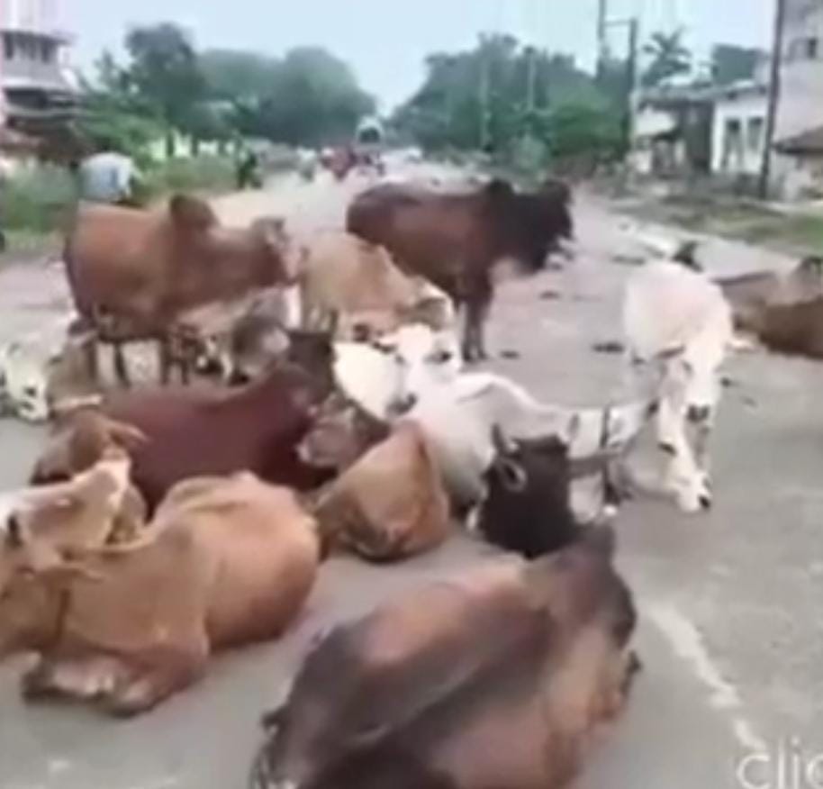देखिए वीडियो छत्तीसगढ़ सुशासन सरकार में गौ माता का क्या हाल है,गौ माता के लिए कुछ अच्छा कर दो सरकार,रायपुर के बाद अब बेमेतरा में 50 से ज्यादा गौवंश की मौत चारा-पानी के अभाव का आरोप,गौ सेवकों ने दी उग्र आंदोलन की चेतावनी, जानकारी के अनुसार कुछ जगहों पर सरपंचो ने गौठान ही कब्जा कर लिया है,सरकार को गंभीर होने की है आवश्यकता,रायपुर से मनोज शुक्ला कि रिपोर्ट:-